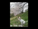 ♂だけど♪be with you.♪を【歌ってみた】byべる～が