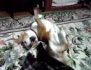 グネグネするビーグル