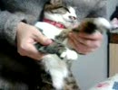にゃんにゃんにゃんとなごっこ