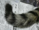 猫のしっぽを観察してみた