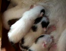 子猫産まれました3日目