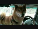 仲良し三兄弟で海へドライブに　★柴犬ジロー