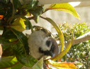 居眠りスズメ　Sleeping Sparrow