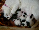 子猫産まれました4日目