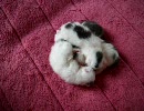 子猫産まれました5日目