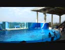 新江ノ島水族館　イルカwithアシカのパフォーマンス