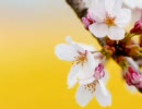 【桜】 卒業 【開花】