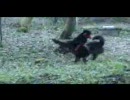 甲斐犬　兄弟対決