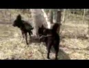 甲斐犬　富士山で遊ぶ
