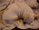 寒くて丸くなって寝ている我が家のチワワ犬
