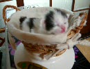 子猫産まれました１週間目