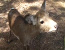 奈良県、春日大社に行ってみた。