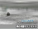 【4月バカ】エイプリルフール斜め読み Google&デイリーポータルZ編