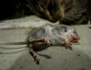 猫パンチで虫の息