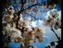 VQ1015ENTRY／桜