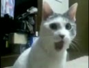 YouTubeで100万再生された 「顎が外れた猫」の海外製MAD