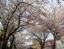 ためし.FLV