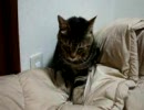 もみネコ
