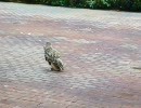 　【もふ会】富士花鳥園【ひゅうちゃん】