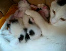 子猫産まれました１０日目