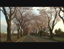 横浜市瀬谷区海軍道路の桜並木