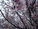 【藻煮たの日常 9 】 動物がいる公園に桜を見に来たよ