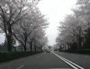 【車載動画】武蔵野の森公園～味の素スタジアム　桜のトンネル