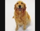 犬「信号青だから信号渡れるね！」　読んでみた。