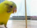 ハニーちゃんとパインちゃん２