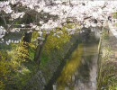 【そうだ京都へ行こう２２】安楽寺、相国寺etcさんぽ