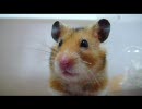 1歳10カ月の熟年ハムスター