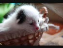 子猫産まれました ～写真編その１～