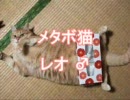 メタボ猫  vol.2