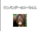 チンパンジーのコーちゃん