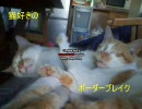 【S5】猫好きのボーダーブレイク【支援】１２匹目