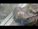 あぎあぎ動画in鳥羽水族館