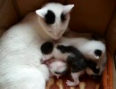子猫産まれました１３日目