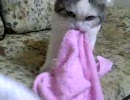 とらお　騒音の中でタオル遊び