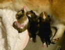 生後７日目のコーギーの子犬　その２