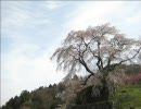 桜を見に行ってきた