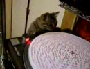 ターンテーブルとネコ