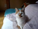 膝乗り猫