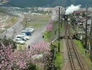2010.3.28 大井川鐵道ＳＬ急行を撮影する
