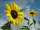 【オリジナル】　From the sunflowers