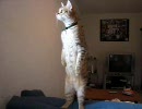 『 堂々たる仁王立ちをする猫』