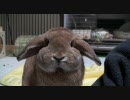 うさぎさんで癒される【きなこまみれ】