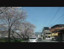 【車載動画】川端通の桜並木【京都】