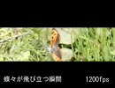 1200fps ベニシジミ
