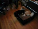 秋田犬と柴犬２