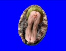 本格的アワビBB
